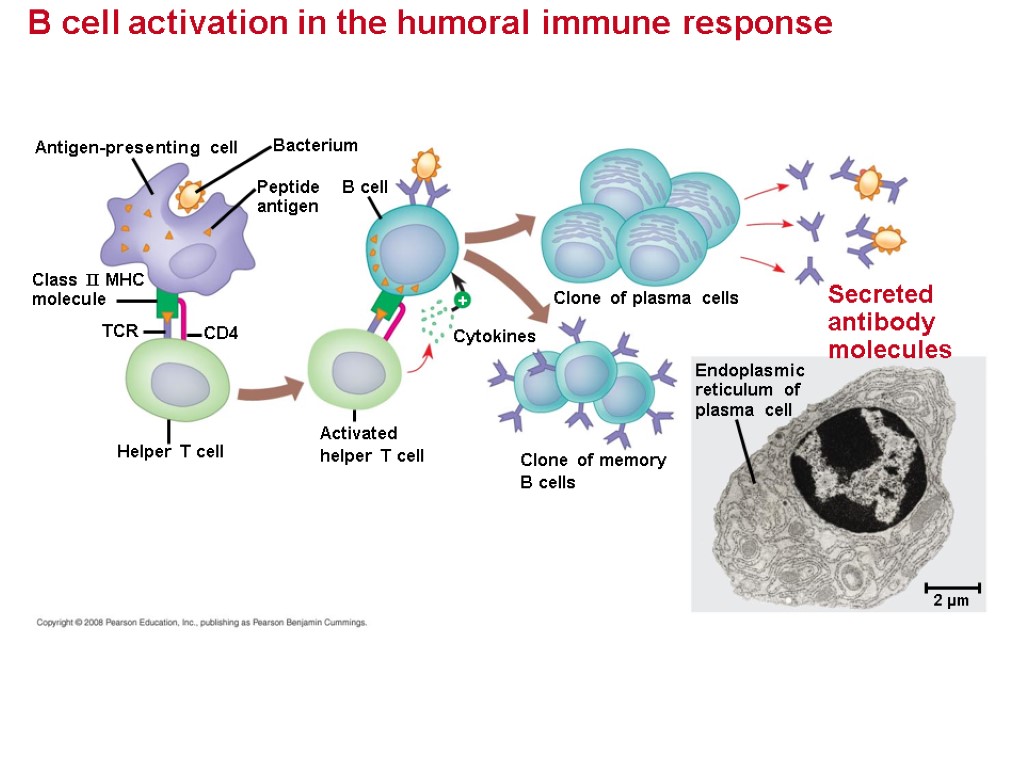 B cell activation in the humoral immune response Antigen-presenting cell Endoplasmic reticulum of plasma